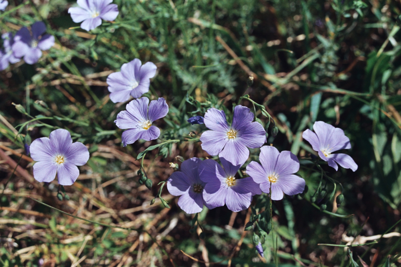 Image of Linum altaicum specimen.