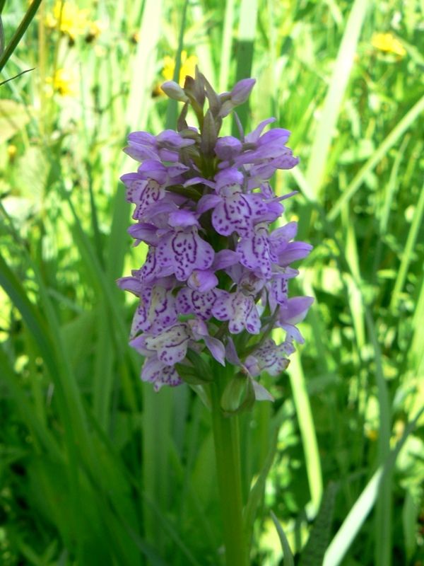 Изображение особи Dactylorhiza baltica.