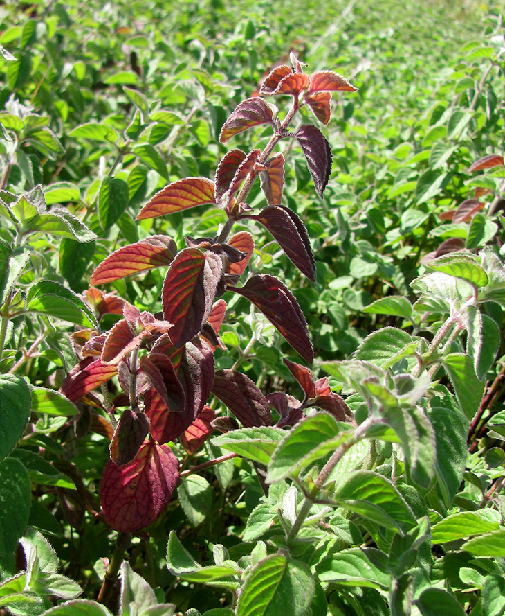 Image of Mentha aquatica specimen.