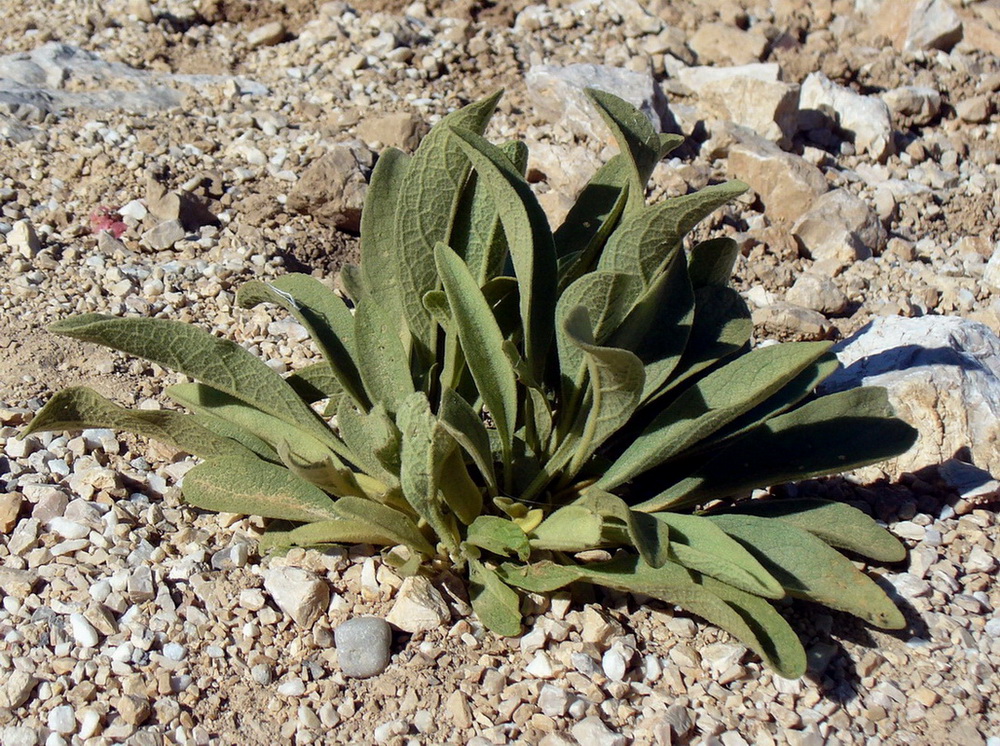 Image of genus Verbascum specimen.