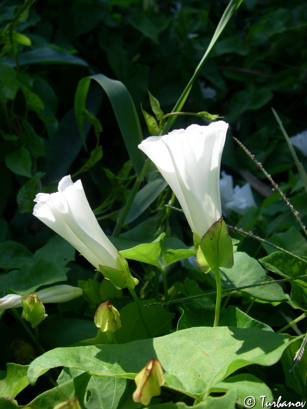 Изображение особи Calystegia sepium.