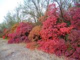 Cotinus coggygria