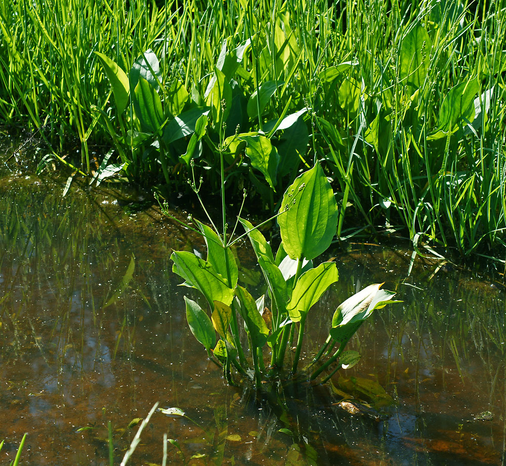 Image of Alisma plantago-aquatica specimen.