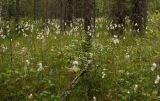 Eriophorum latifolium. Облесённое мезоэвтрофное болото в приозёрной котловине с аспектом пушицы. Средняя высота пушицы - около 1 метра. Юг Пинежского р-на Архангельской обл., начало августа.