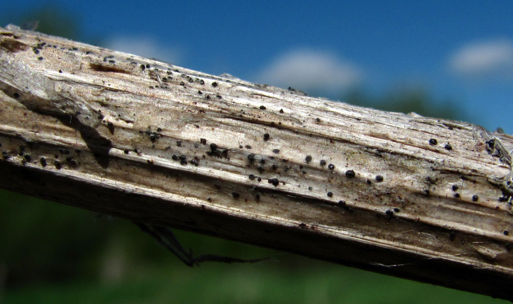 Image of Cirsium setosum specimen.