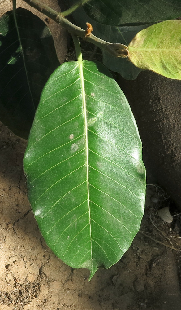 Изображение особи Ficus saussureana.