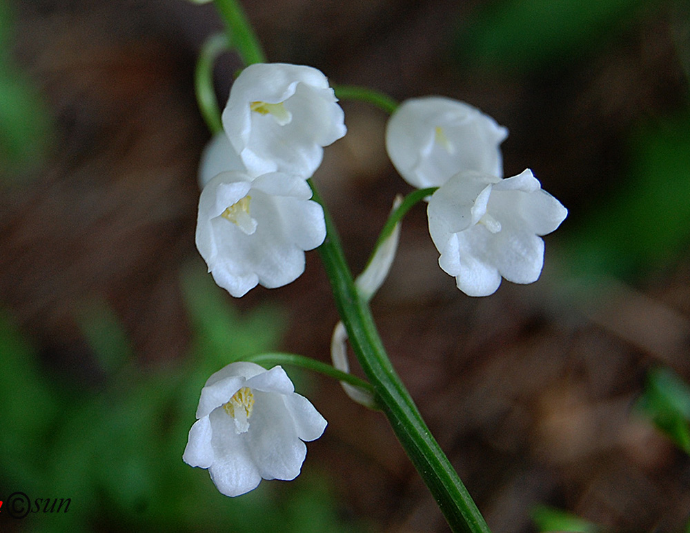 Image of Convallaria majalis specimen.