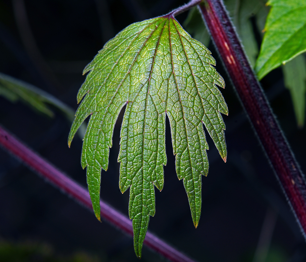 Изображение особи Leonurus quinquelobatus.