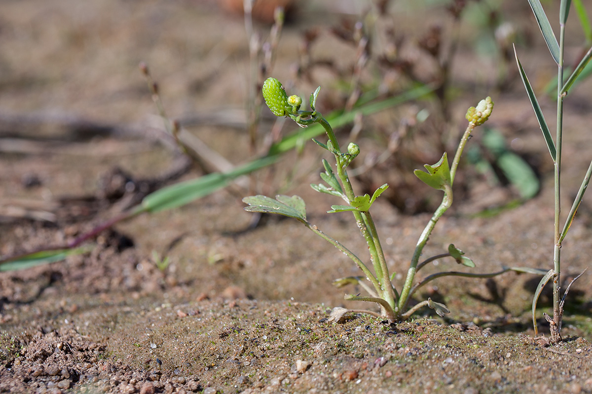 Image of Ranunculus sceleratus specimen.