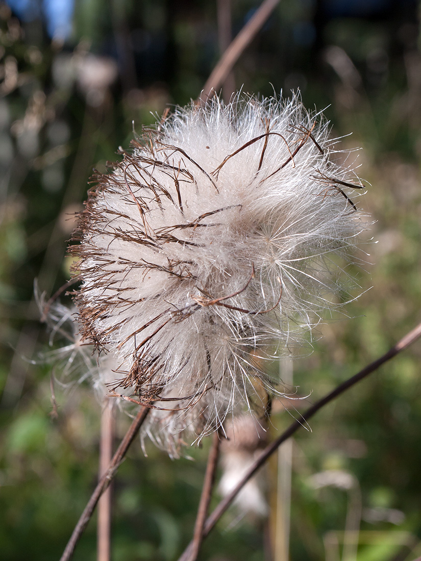 Изображение особи Cirsium heterophyllum.