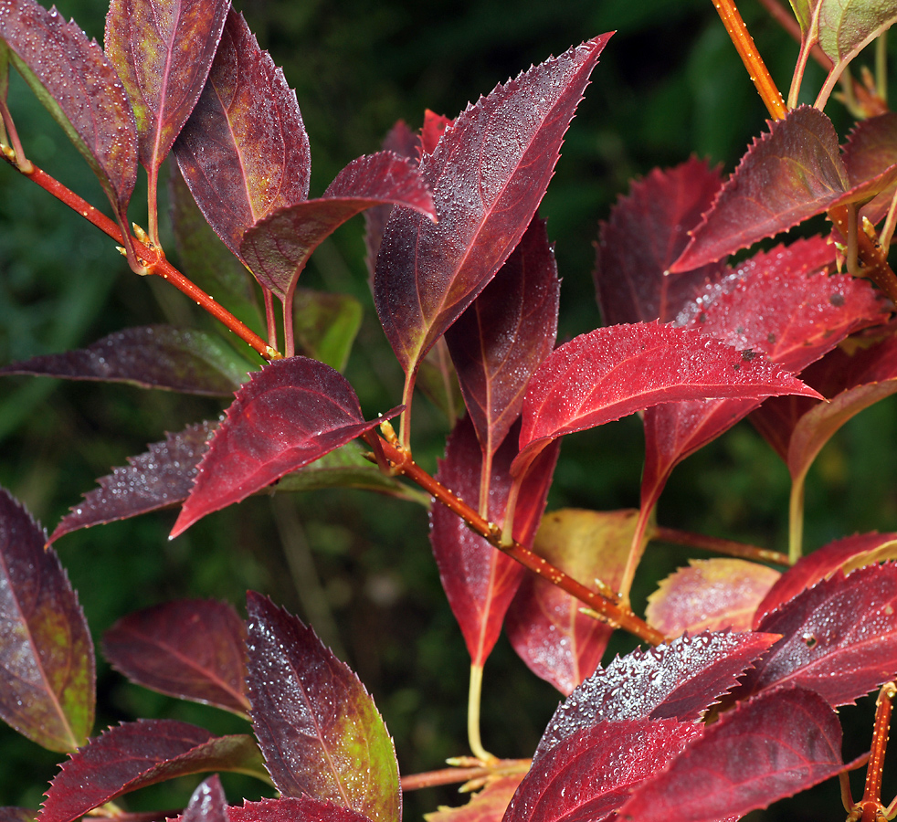 Image of genus Forsythia specimen.