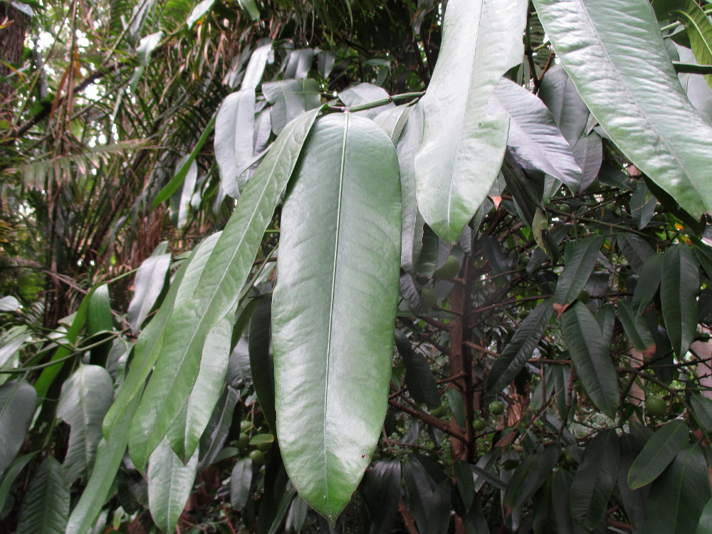 Image of Garcinia xanthochymus specimen.