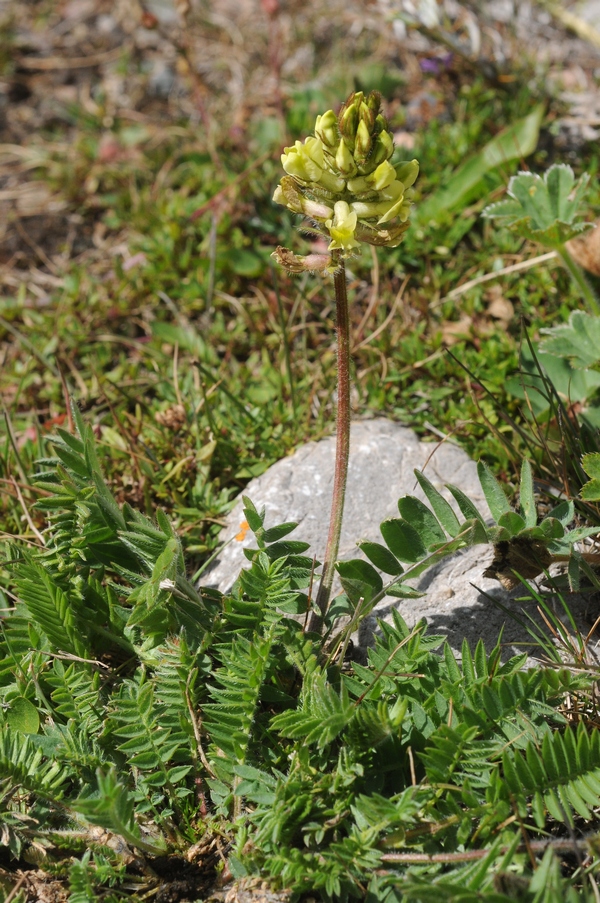 Image of Oxytropis macrocarpa specimen.