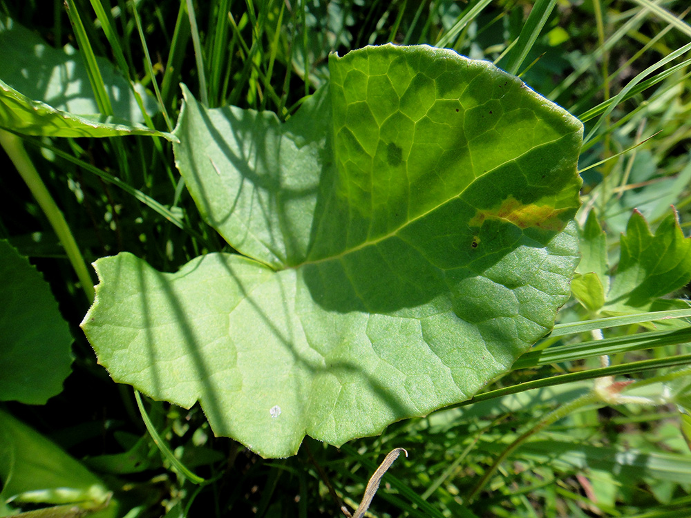 Image of Ligularia sibirica specimen.