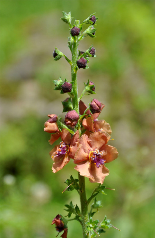 Image of Verbascum &times; rubiginosum specimen.