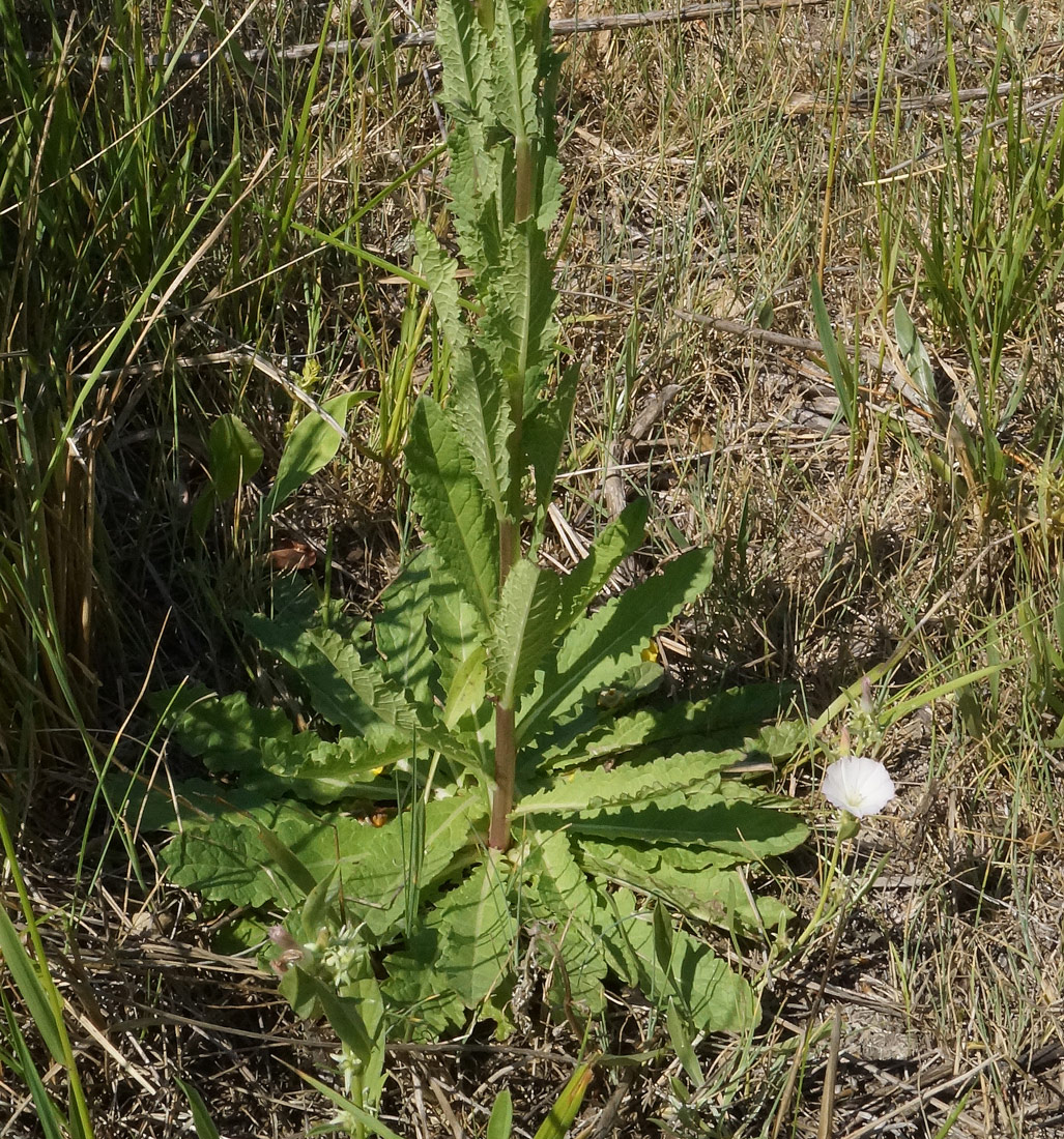 Image of Verbascum blattaria specimen.