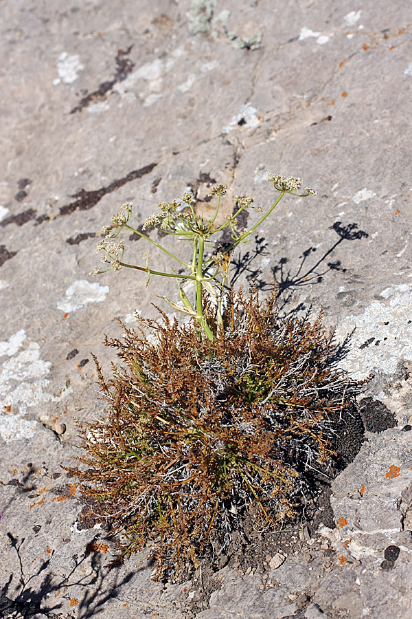 Image of Schrenkia congesta specimen.