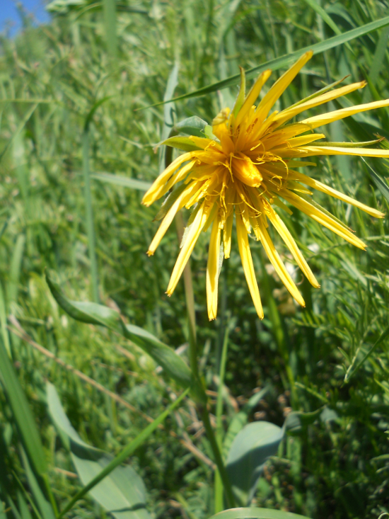 Image of Tragopogon latifolius specimen.