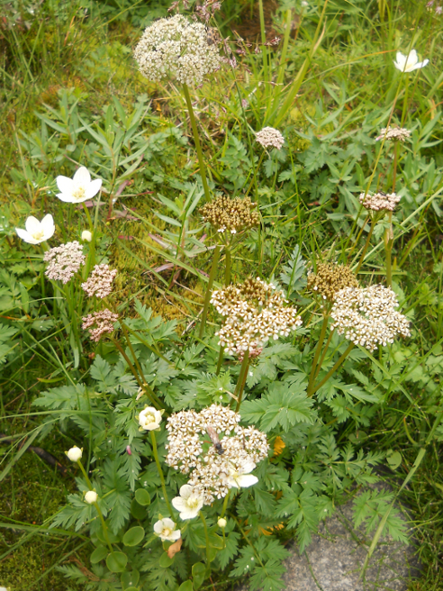 Image of Pachypleurum alpinum specimen.