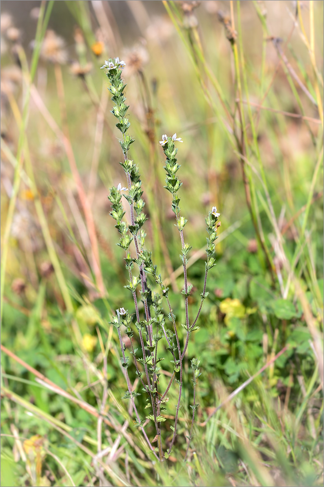 Image of genus Euphrasia specimen.