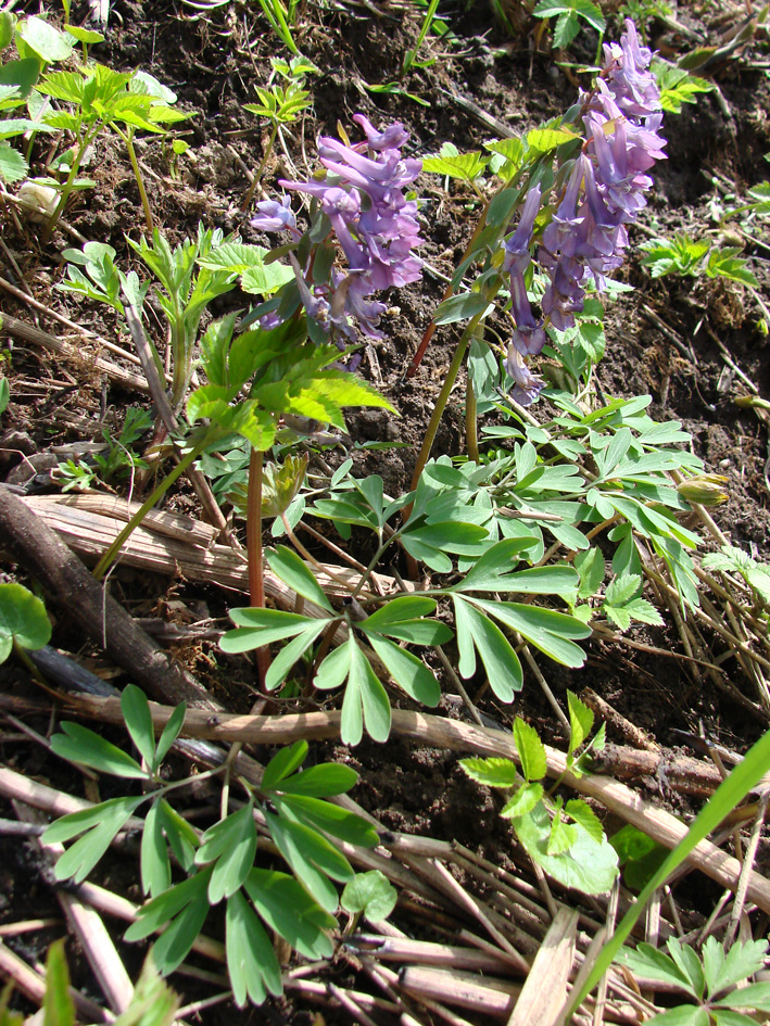 Image of Corydalis solida specimen.