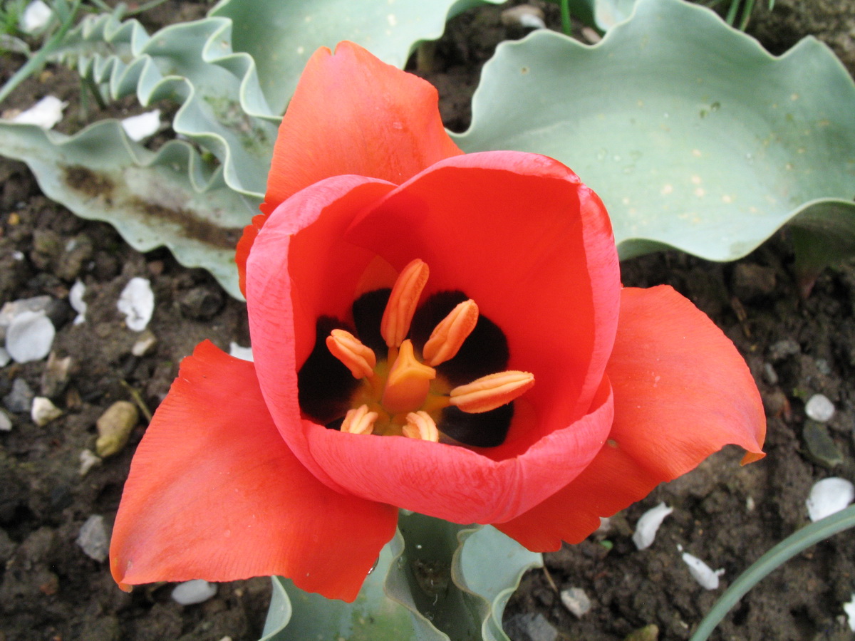 Image of Tulipa alberti specimen.