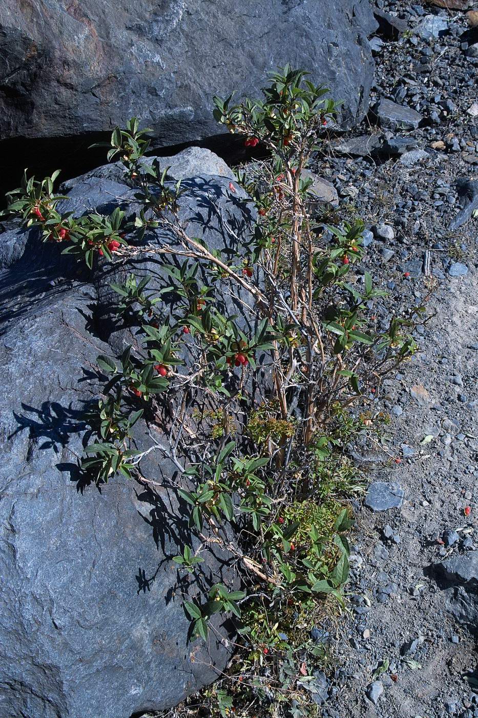 Image of Lonicera hispida specimen.