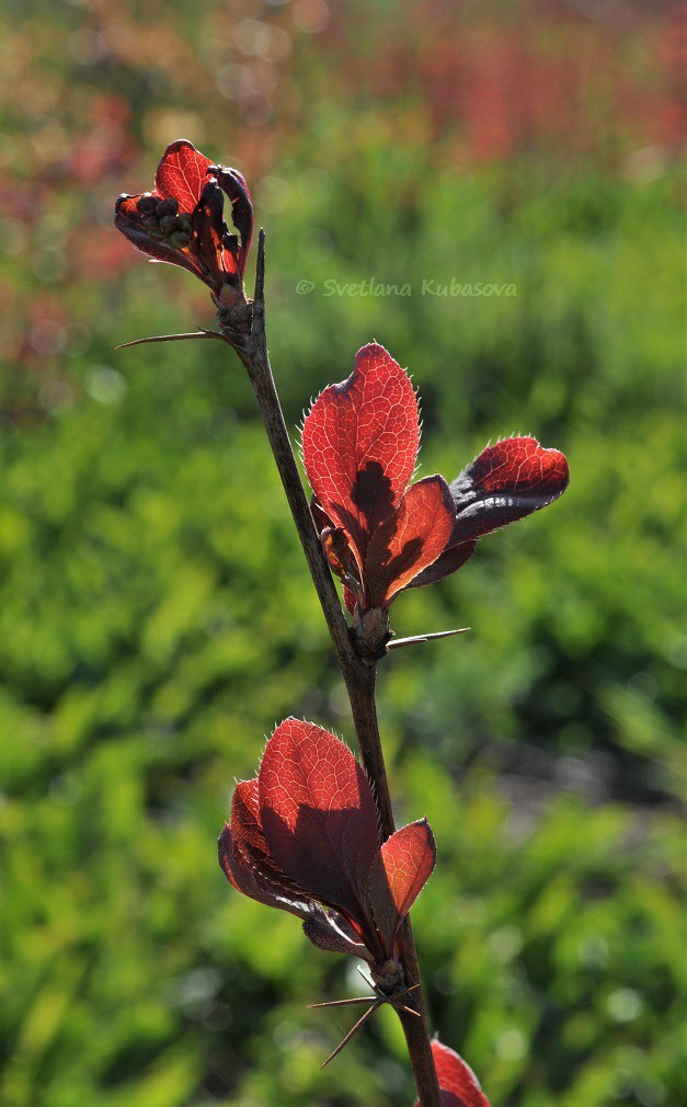 Image of Berberis vulgaris f. atropurpurea specimen.