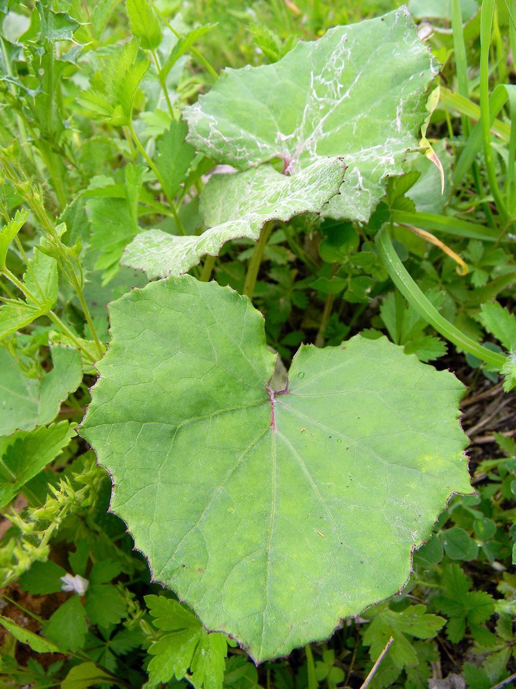 Image of Tussilago farfara specimen.