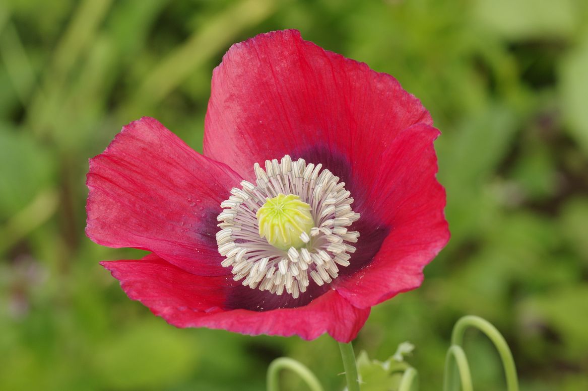 Image of Papaver somniferum specimen.