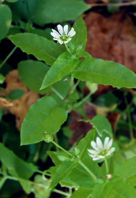 Изображение особи Myosoton aquaticum.