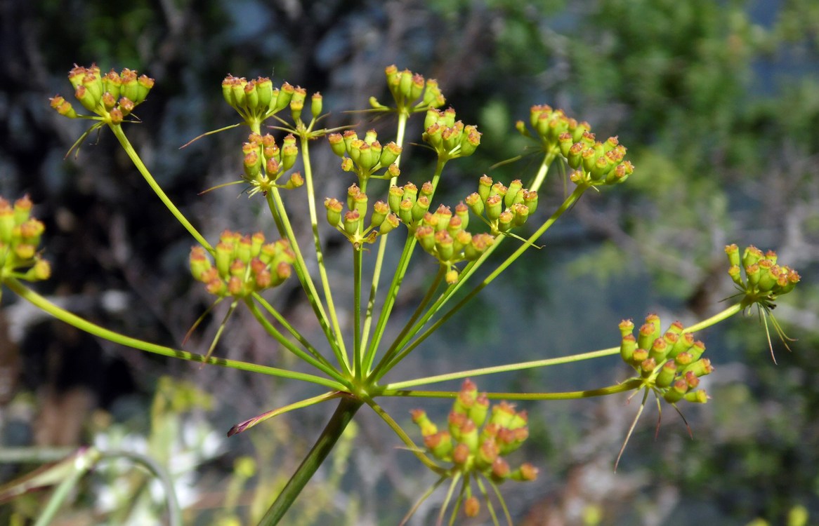 Изображение особи род Peucedanum.