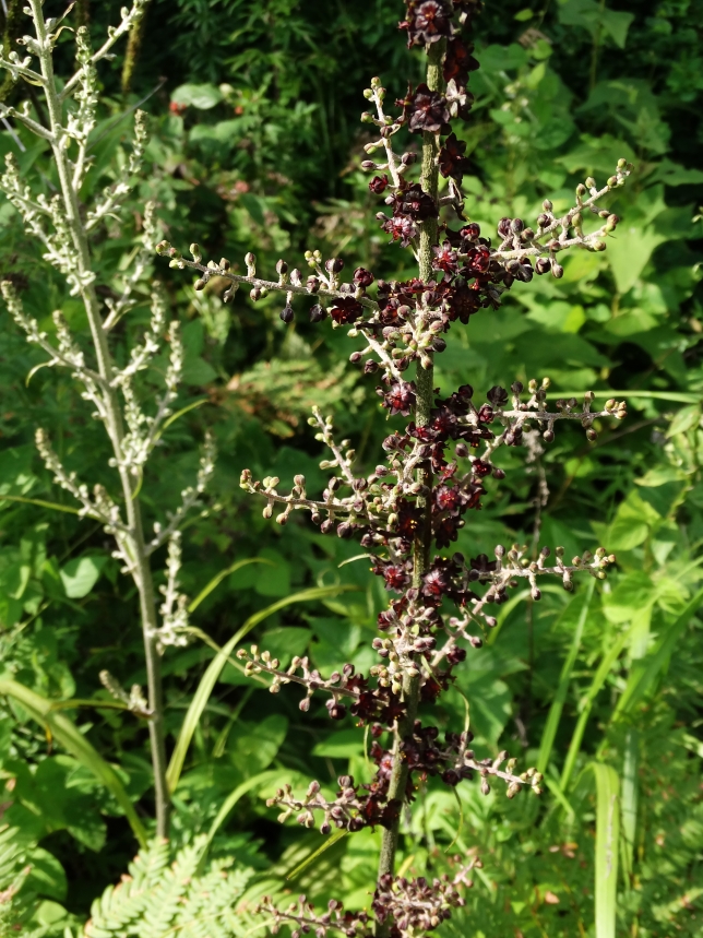 Image of Veratrum ussuriense specimen.