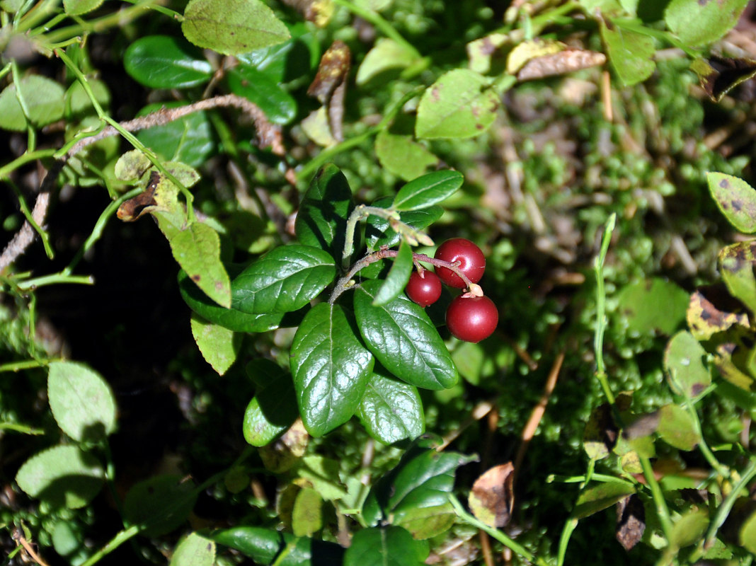 Image of Vaccinium vitis-idaea specimen.