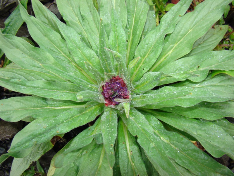 Image of Cynoglossum officinale specimen.