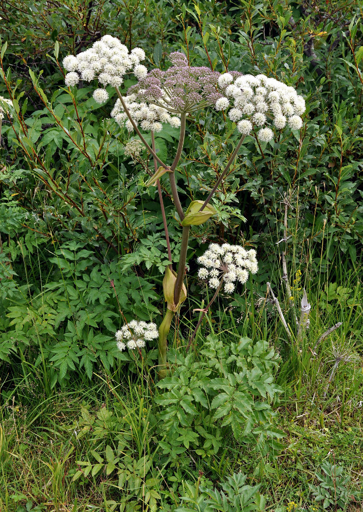 Image of Angelica sylvestris specimen.