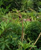 Paeonia delavayi