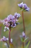 Gentianella turkestanorum. Верхушки побегов с соцветиями. Казахстан, Алматинская обл., Заилийский Алатау, ущ. Левого Талгара, остепнённый склон, 3000 м н.у.м. 01.09.2016.