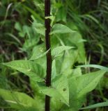 Verbascum nigrum. Часть стебля с листьями. Ярославская обл., Переяславский р-н, местечко Ботик, поляна за зданием музея. 16.08.2016.