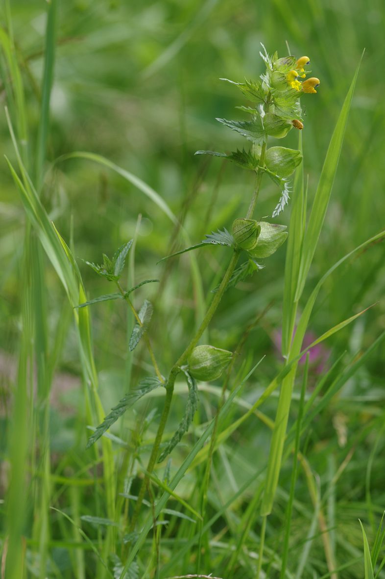 Image of Rhinanthus minor specimen.