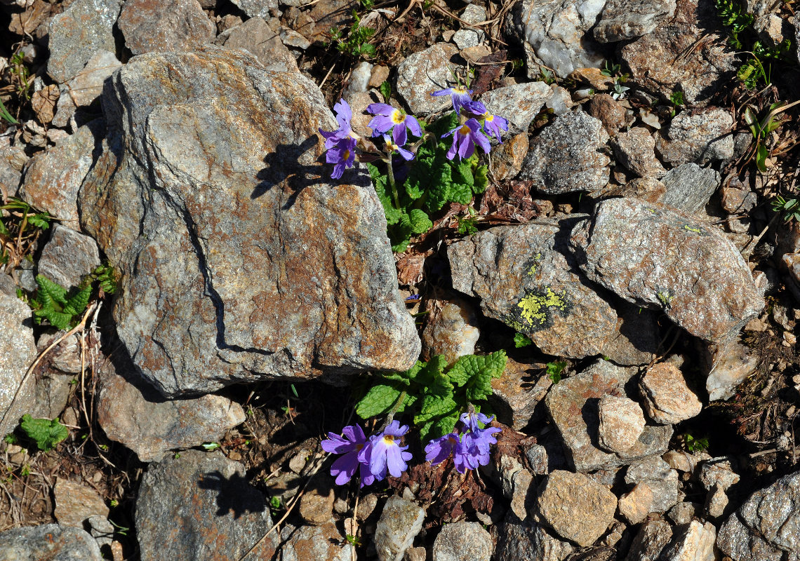 Image of Primula amoena specimen.