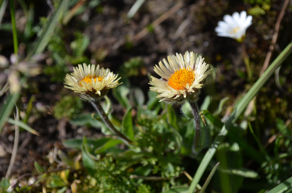 Image of Erigeron allochrous specimen.