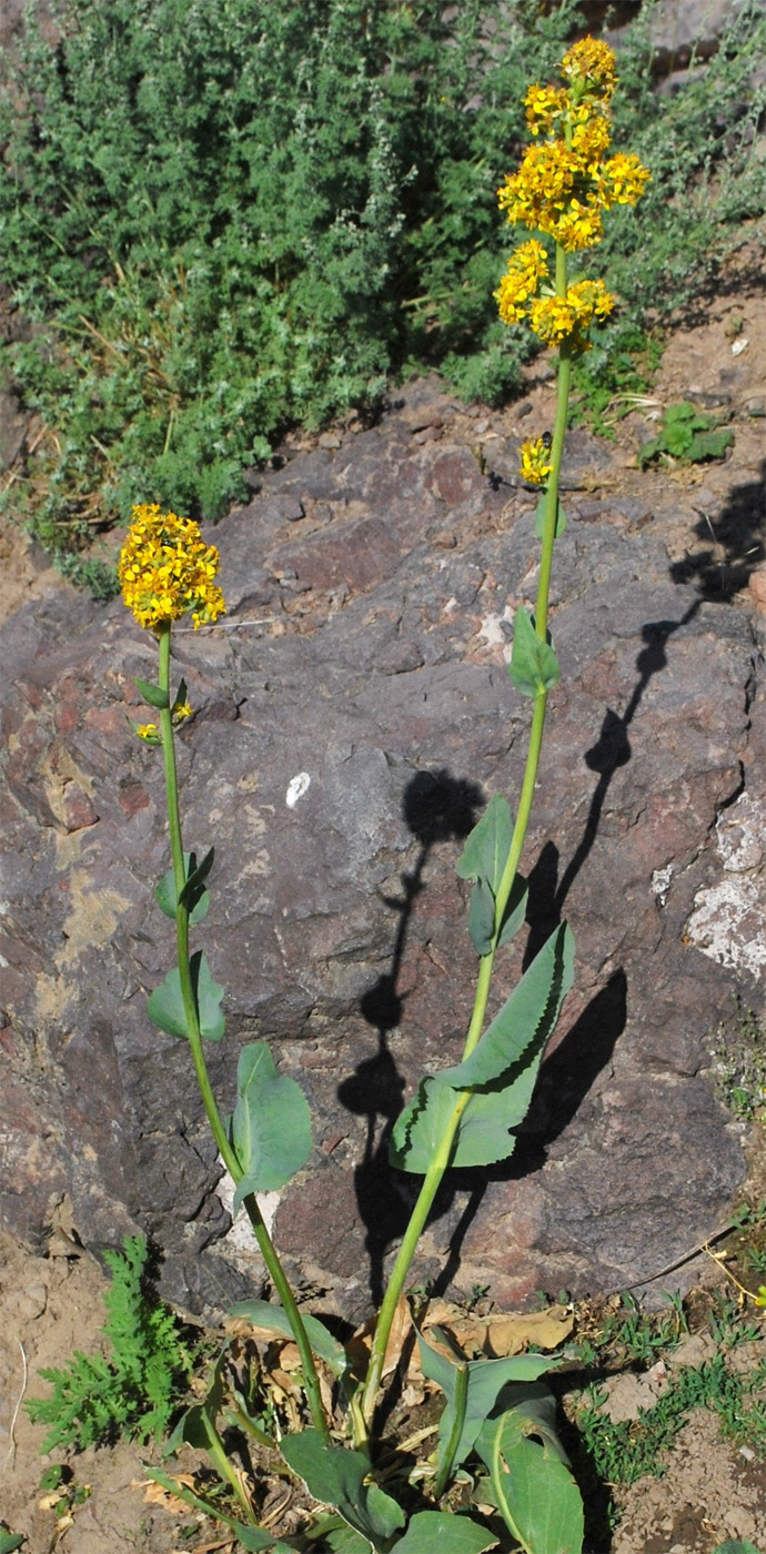 Изображение особи Ligularia heterophylla.