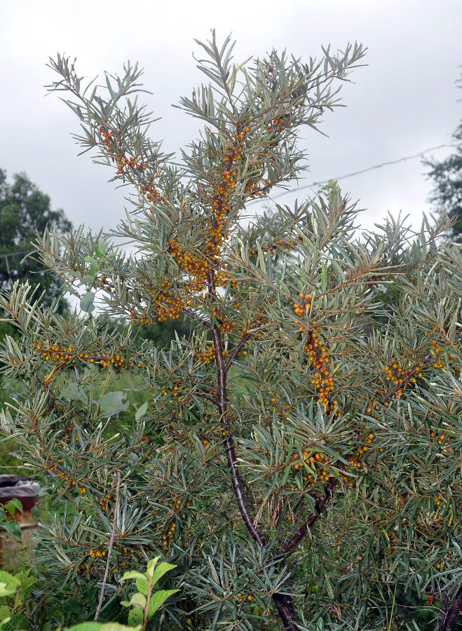 Image of Hippophae rhamnoides specimen.