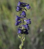 Delphinium fissum