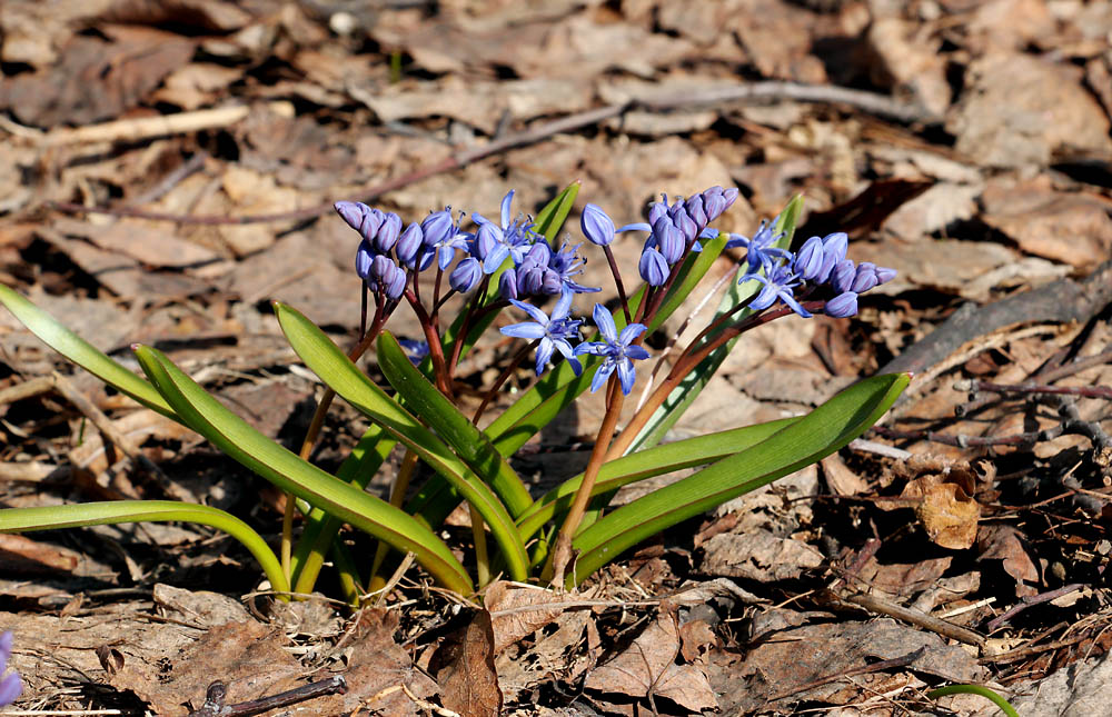 Image of Scilla bifolia specimen.