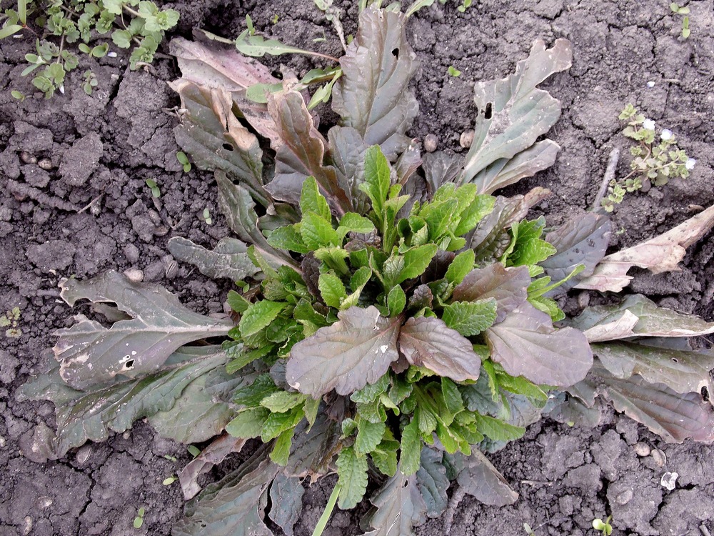 Image of Ajuga reptans specimen.