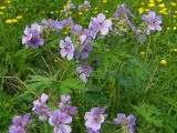 Geranium erianthum. Верхушки цветущих растений (в сообществе с Ranunculus). Магаданская обл., г. Магадан, Колымская трасса, ост. \"Аммональная\", разнотравная поляна. 12.07.2011.