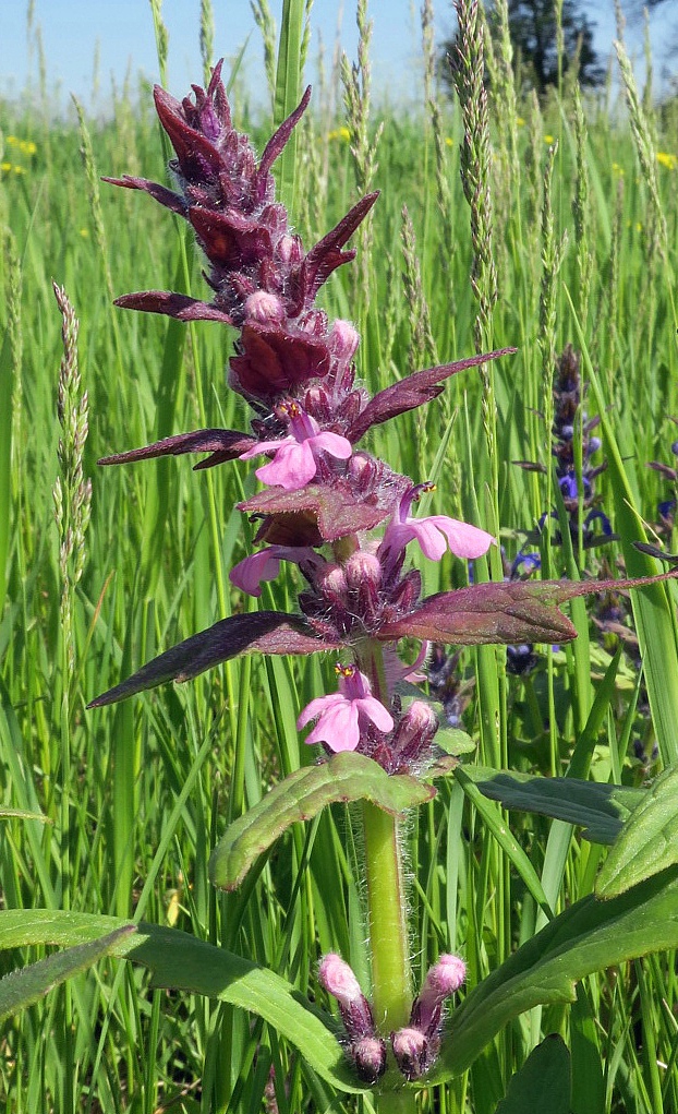 Image of Ajuga genevensis specimen.