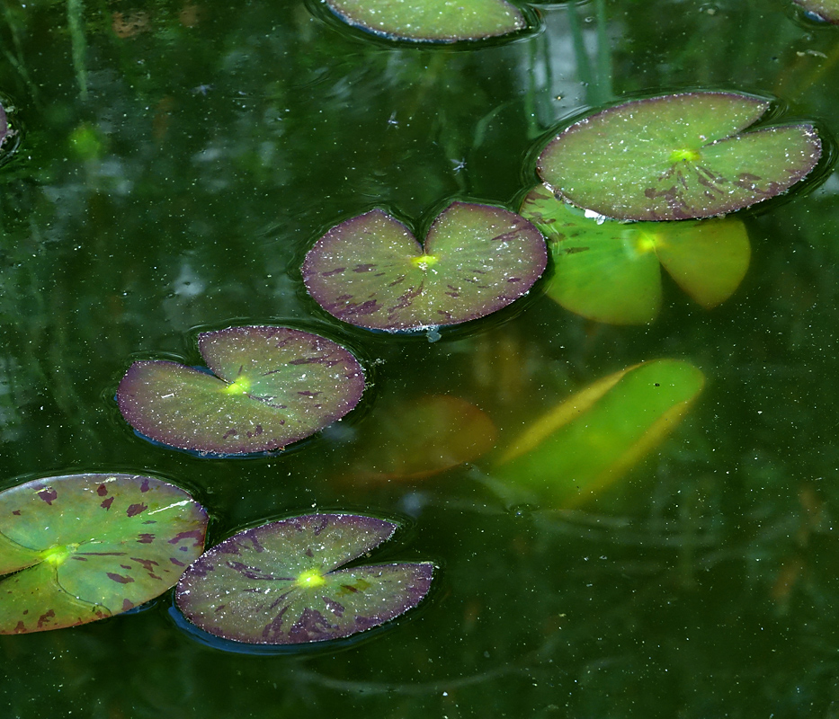 Image of Nymphaea candida specimen.